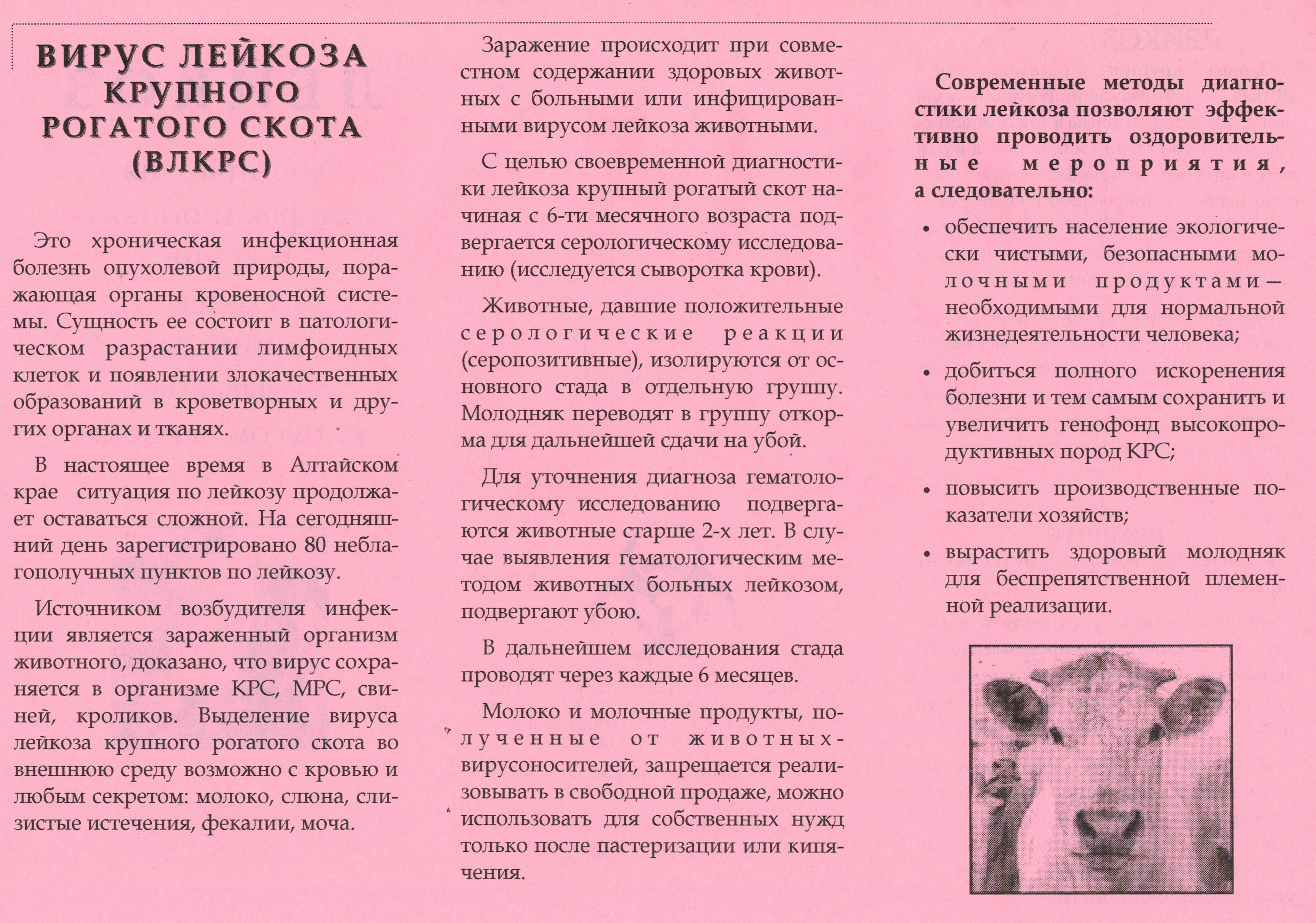 Вирус лейкоза крупного рогатого скота.