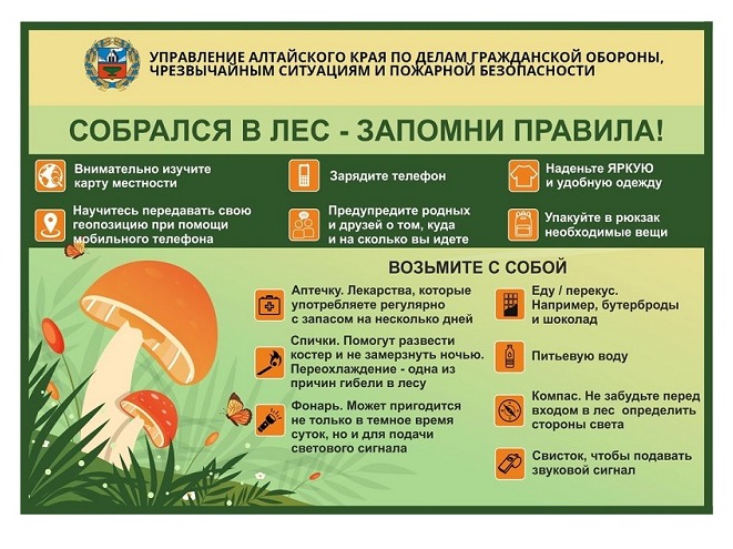 Памятка: как не заблудиться в лесу при сборе грибов.