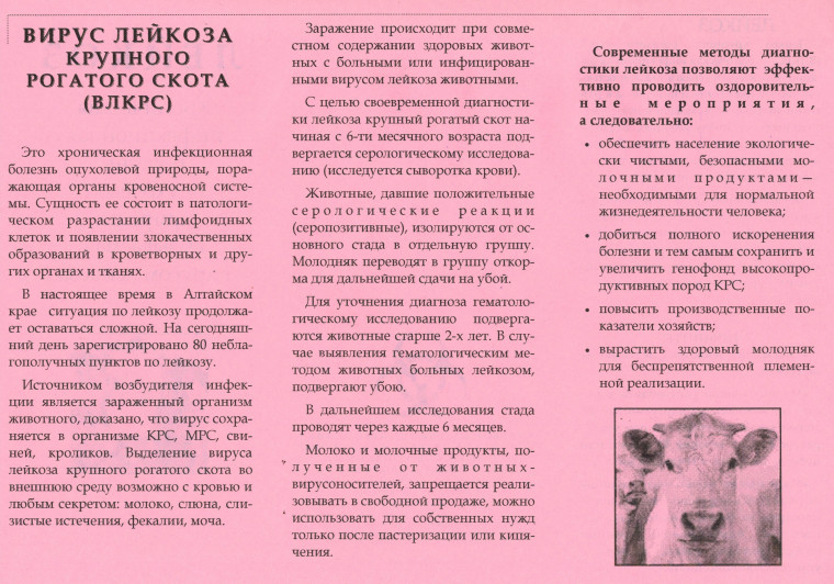 Вирус лейкоза крупного рогатого скота. Вирус лейкоза крупного рогатого скота.